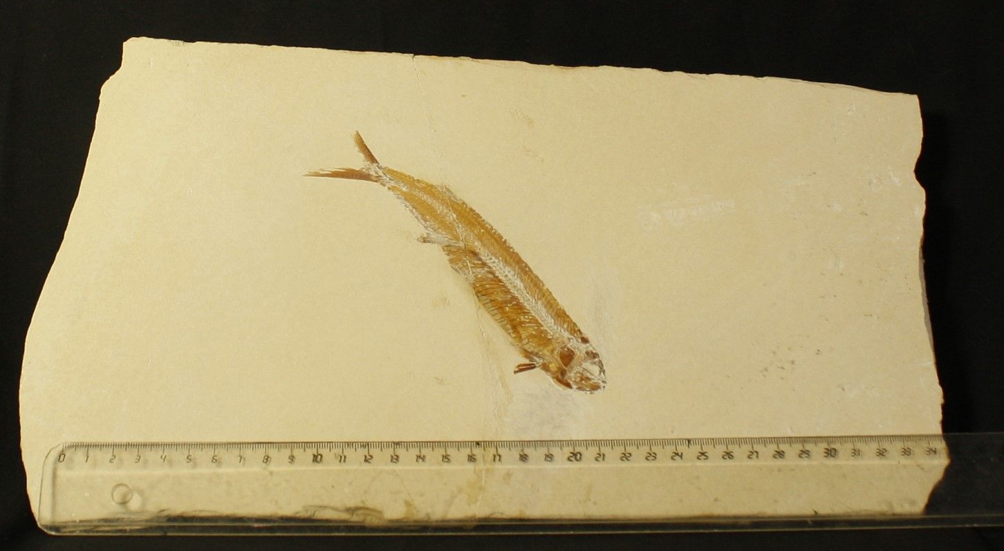 Poisson fossile : Eubiodectes libanicus En Nammoura (Jbeil Mont Liban) :15,5 (21&hellip;