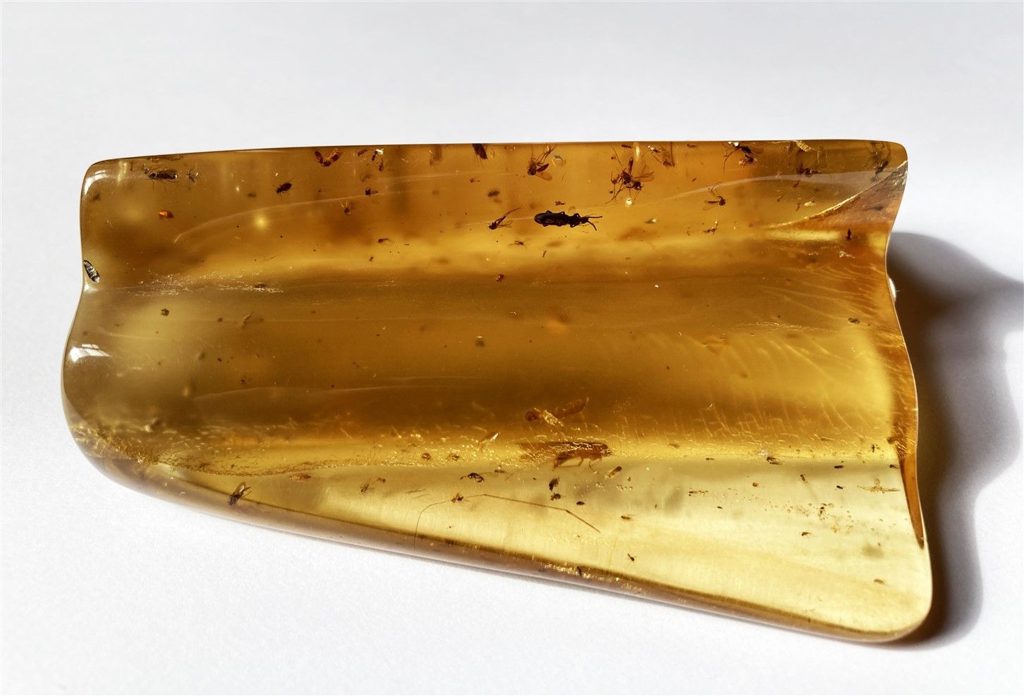 Superbe et important ambre jeune avec inclusions d’insectes : mouches, moustique&hellip;