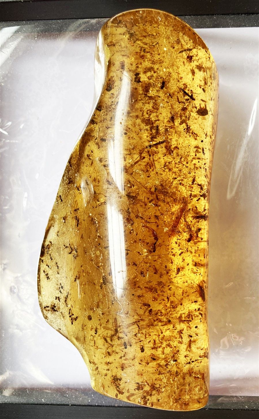 Important ambre jeune avec inclusions d’insectes : fourmis, insectes ailés. Nord&hellip;