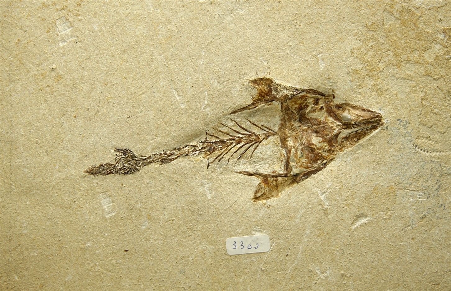 Coccodus insignis de Hakel (Jbeil- Mont Liban) : 13,5 (15x22)cm Poisson apparten&hellip;