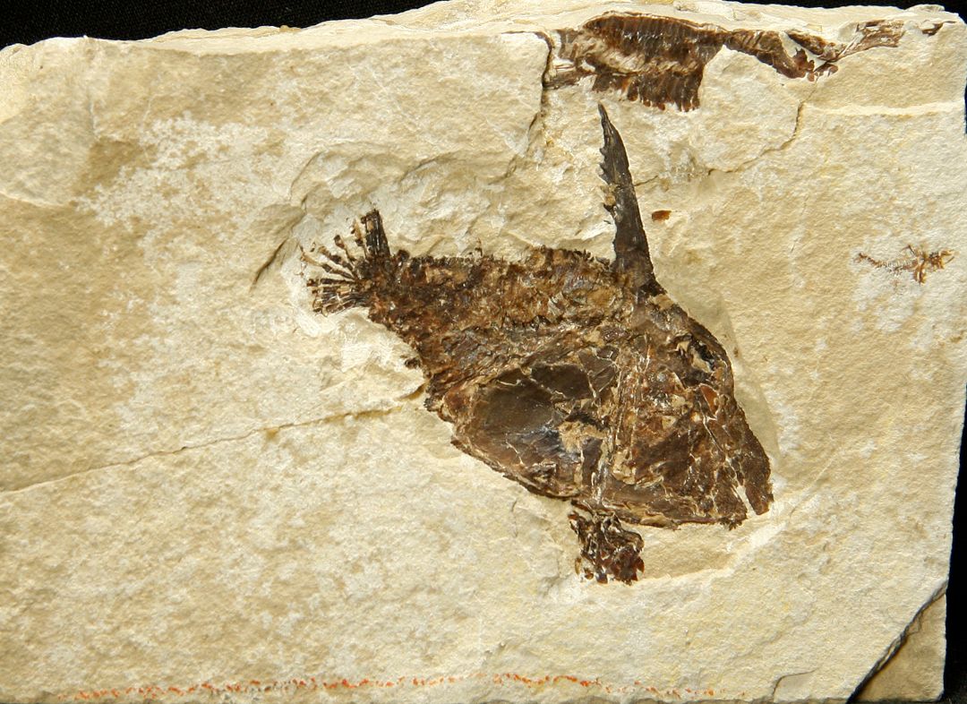 Null Coccodus lindstroemi aus Hakel (Jbeil- Mont Liban) 6 (7,5x13)cm -Pycnodonti&hellip;