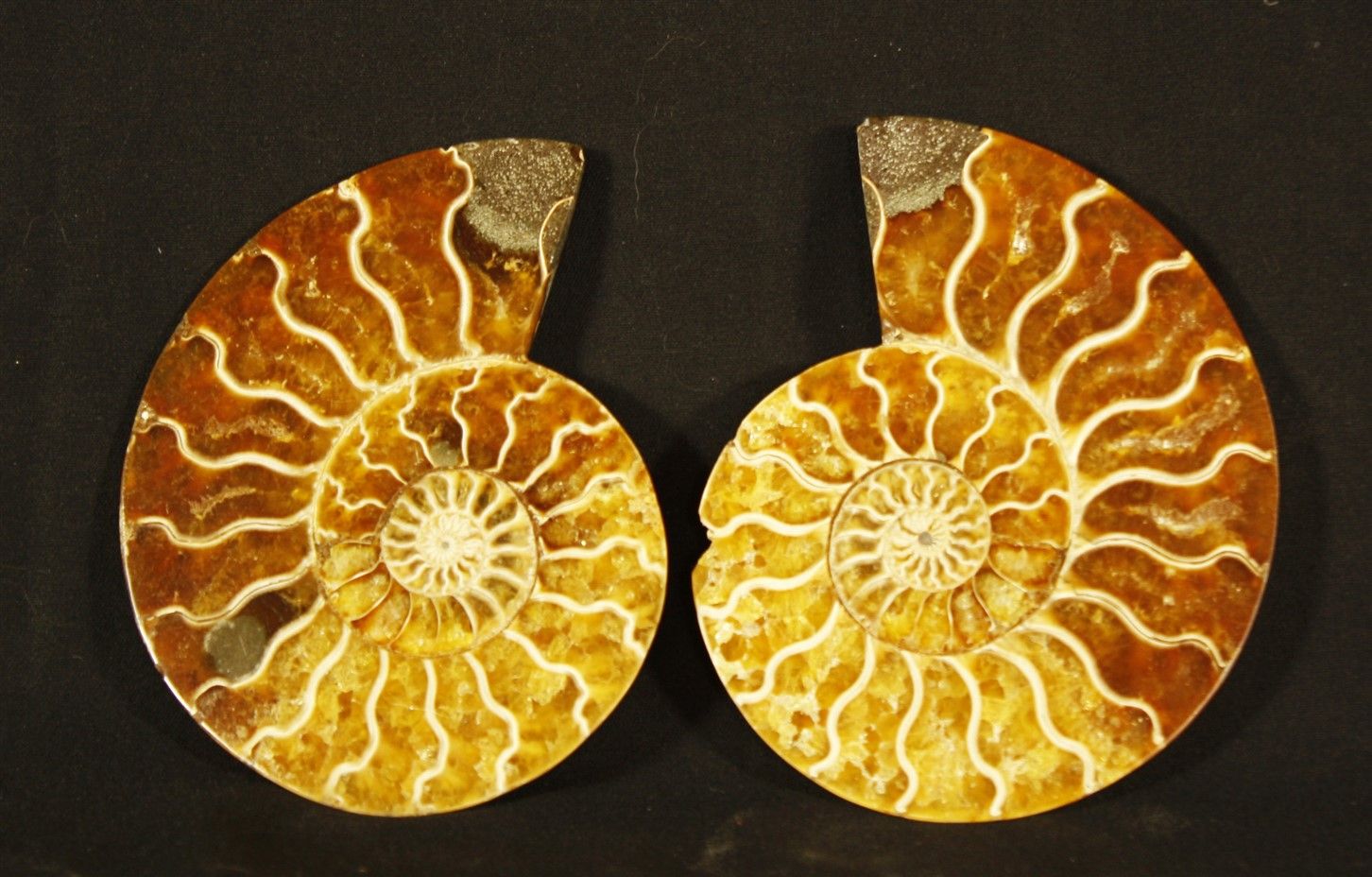 Ammonite sciée polie : Desmoceras Cretaceus, provenant de Mahajanga, Madagascar.&hellip;