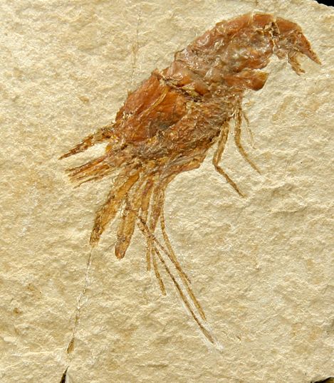 Scyliaridae et Penaeus aramburgi de Hakel (Jbeil - Mont Liban) : 3,5 et 4,5 (7x7&hellip;