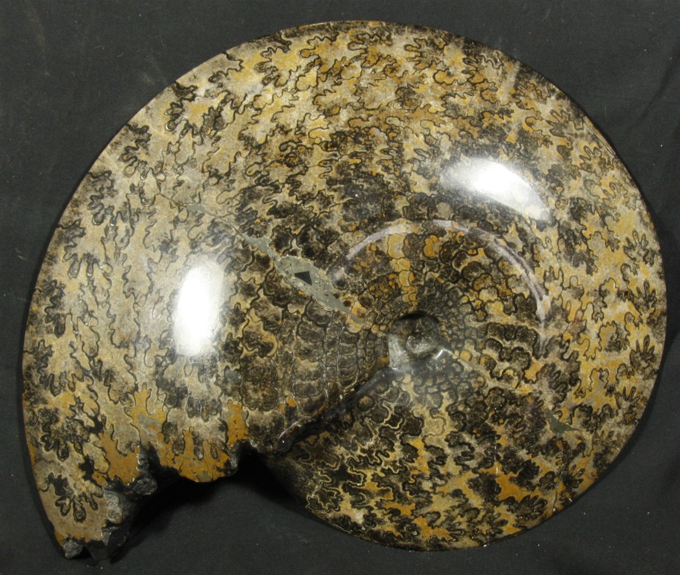 Null 非常漂亮和重要的完整氨化石：Sphenodiscus enticularis。墨西哥，奇瓦瓦，上白垩纪，1亿年前。30.5X37.8厘米 比美国更稀有&hellip;