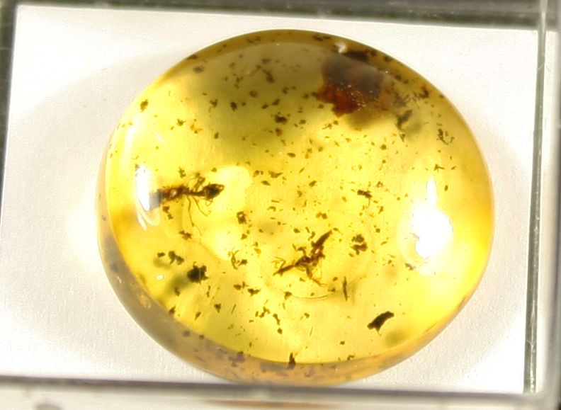 Null Kaliningrad Amber, fossilized plant resin produced by conifers of the Eocen&hellip;