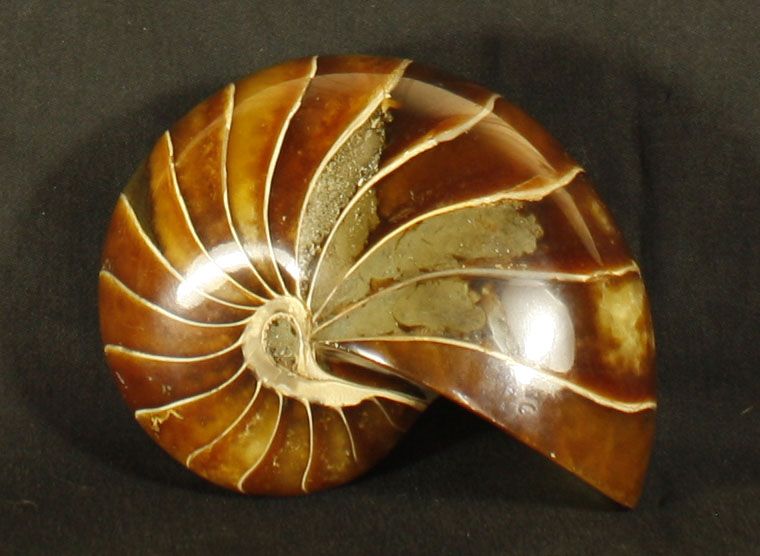 Null 来自马达加斯加Mahajanga的重要白垩纪鹦鹉螺，距今已有8千万至1亿年。 长：10,8cm，重量：780g。