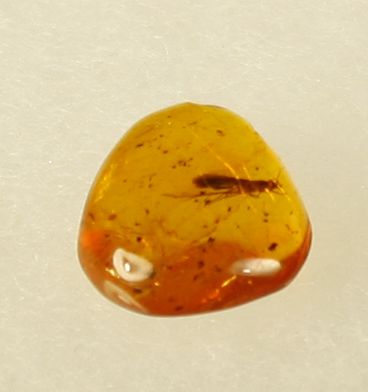 Null Amber with inclusion of a lepidopteran 

Dominican Republic La Toca formati&hellip;