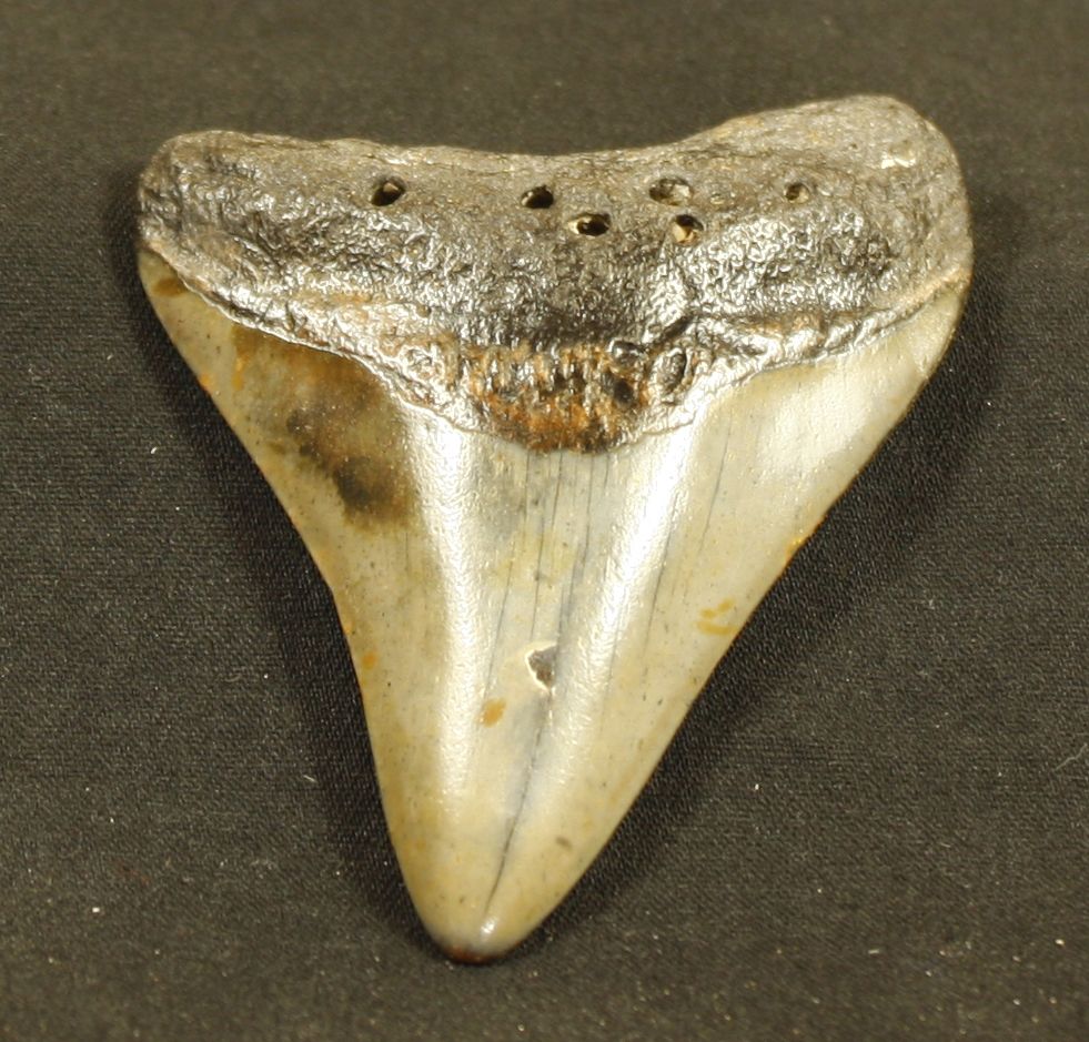 Null Tooth of carcharodon megalodon, giant shark, 15m. Miocene, 20 million years&hellip;
