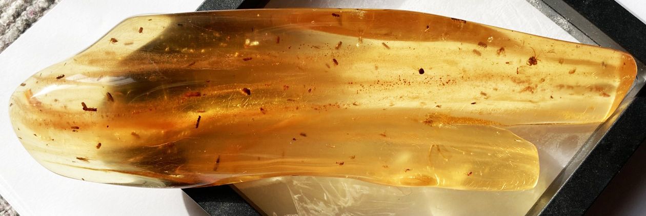 Null Important young amber with insect inclusions: platypes, spiders, flies 
Nor&hellip;