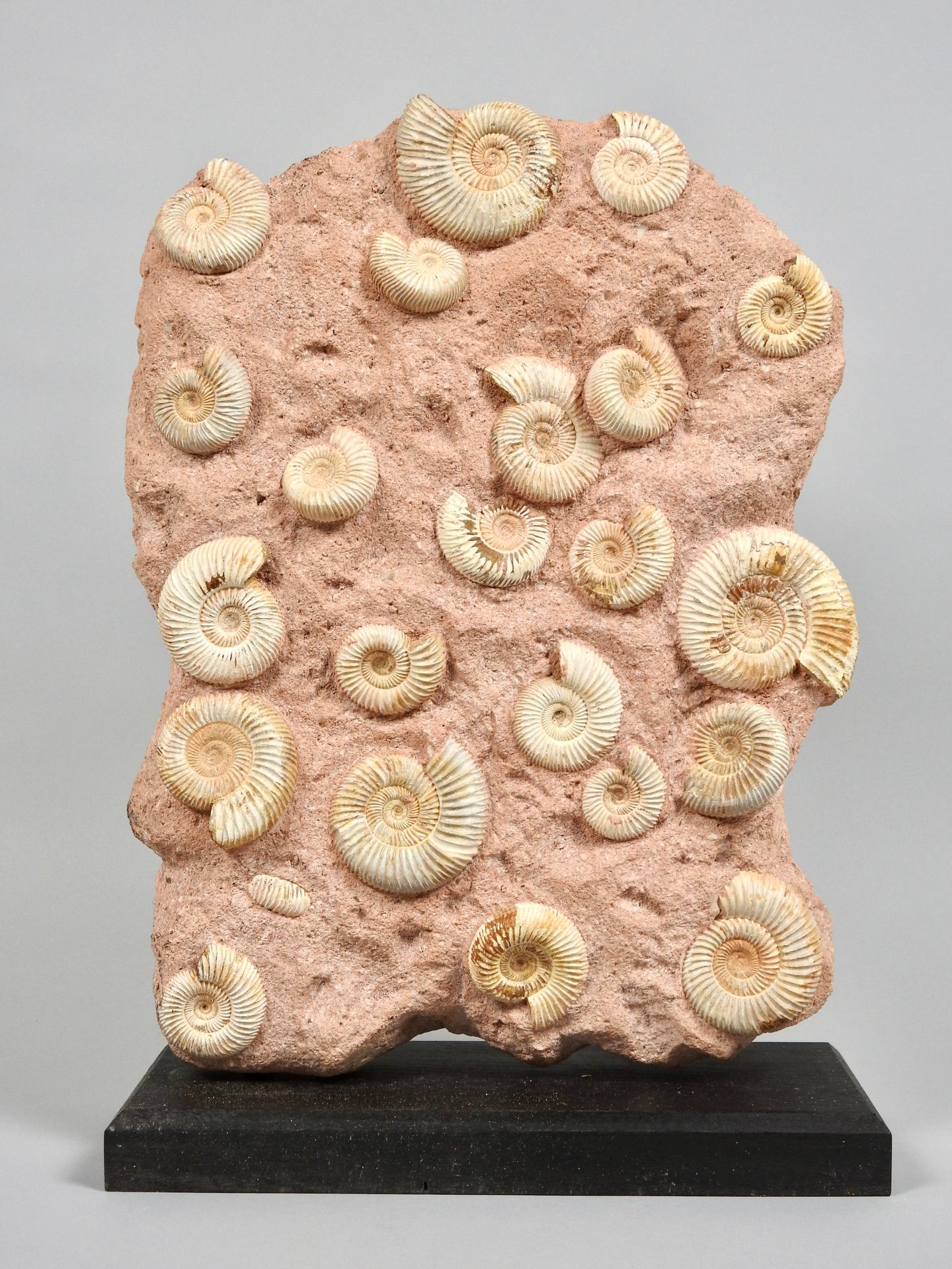 Null Era Giurassica

Bel gruppo di ammoniti su ganga H 37, L 24 cm