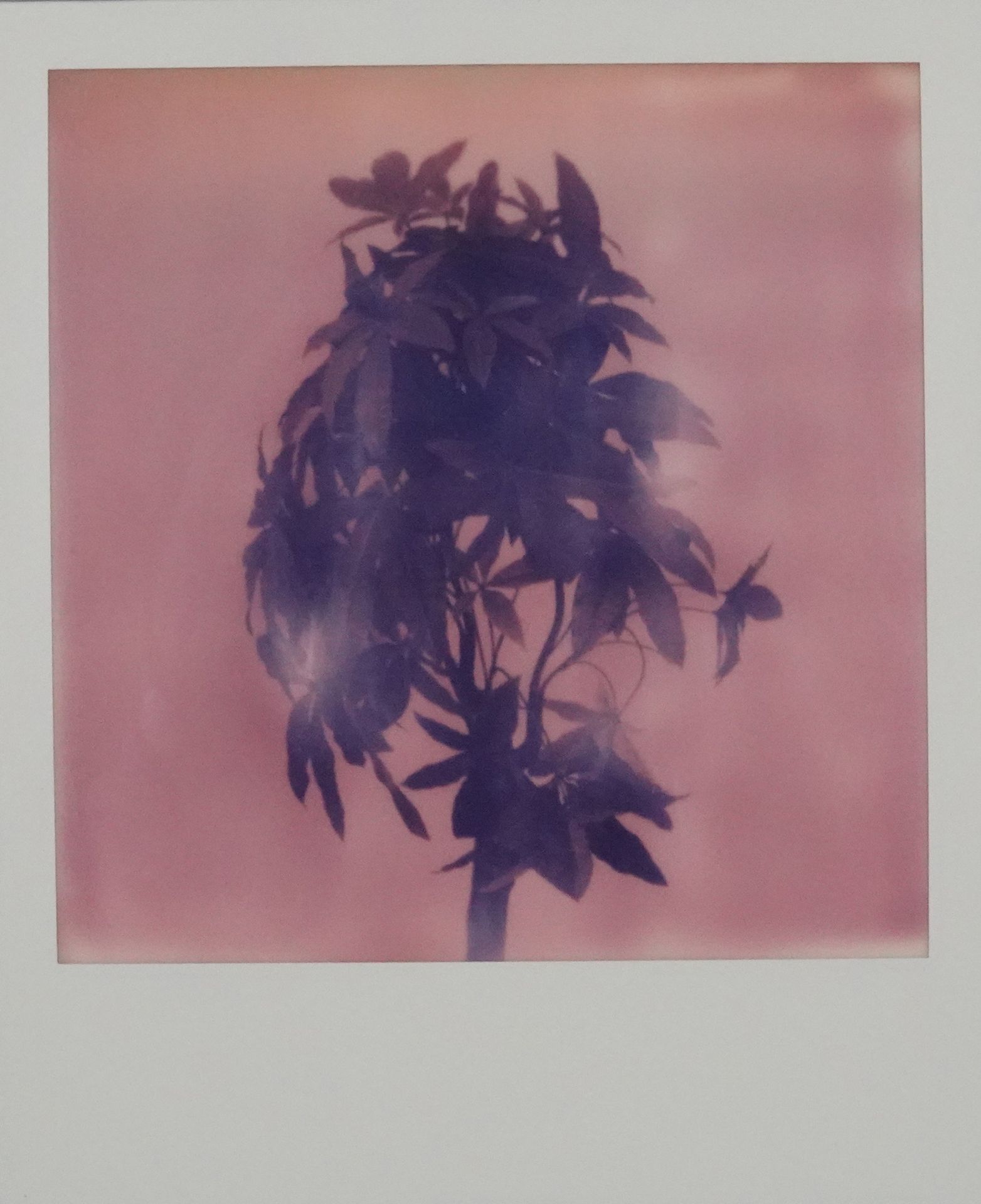 Nobuyoshi ARAKI (ne en 1940) Untitled
Polaroid signed on the back
Framed 10,8 x &hellip;