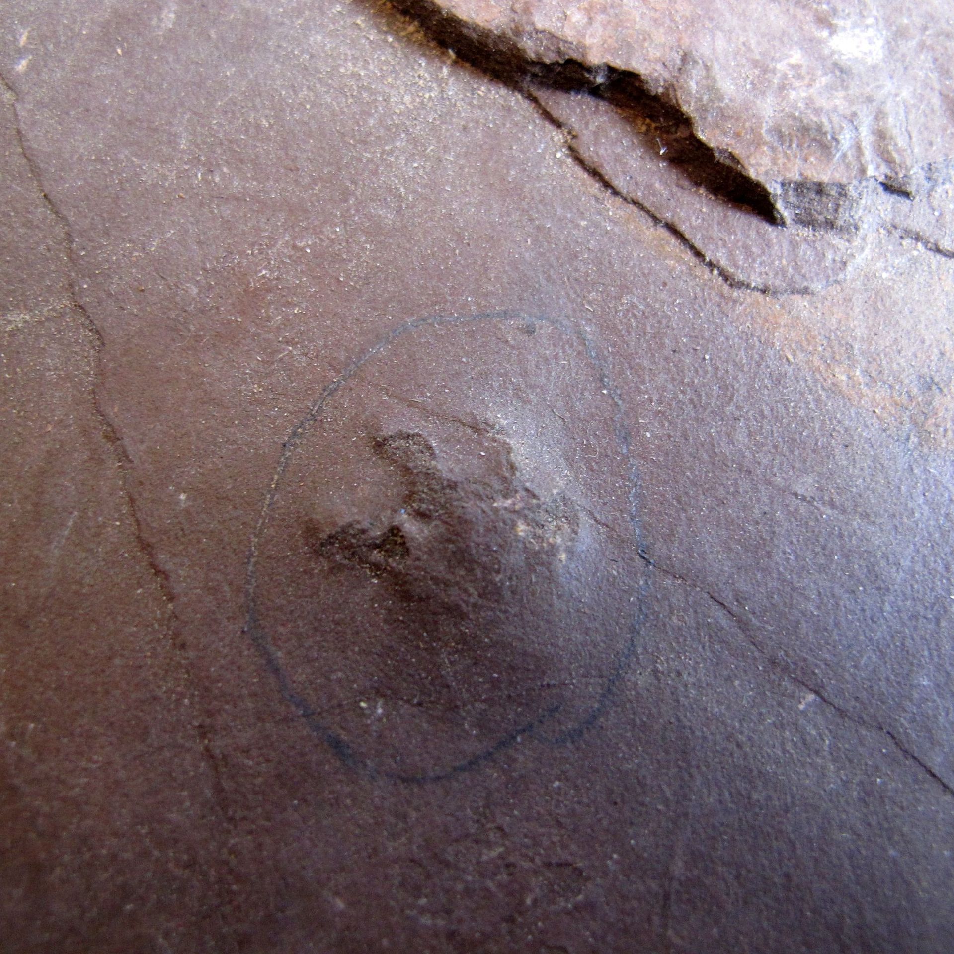 Null Plaque d’empreintes de pas d’amphibiens. Piste fossile.

36 cm

Antichnium &hellip;