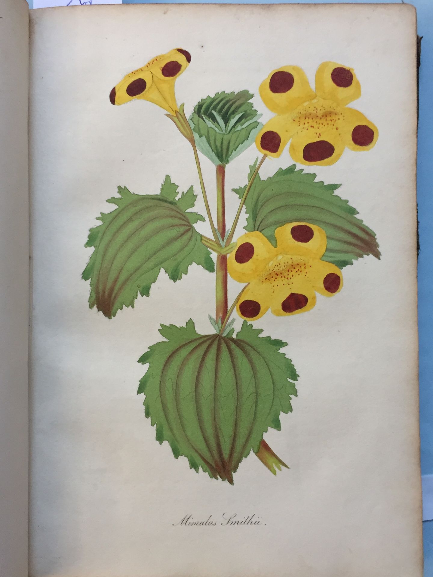 Null 植物学 - Paxton的植物学杂志和开花植物登记册。 伦敦，Orr and Smith, Paternoster Row, 1834。两卷，8开本，&hellip;