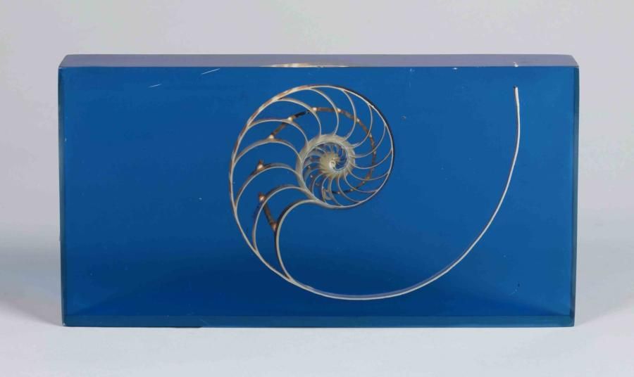 ANONYME Inclusion de coquillage découpé dans plexiglass bleu 15 x 29 x 15 cm