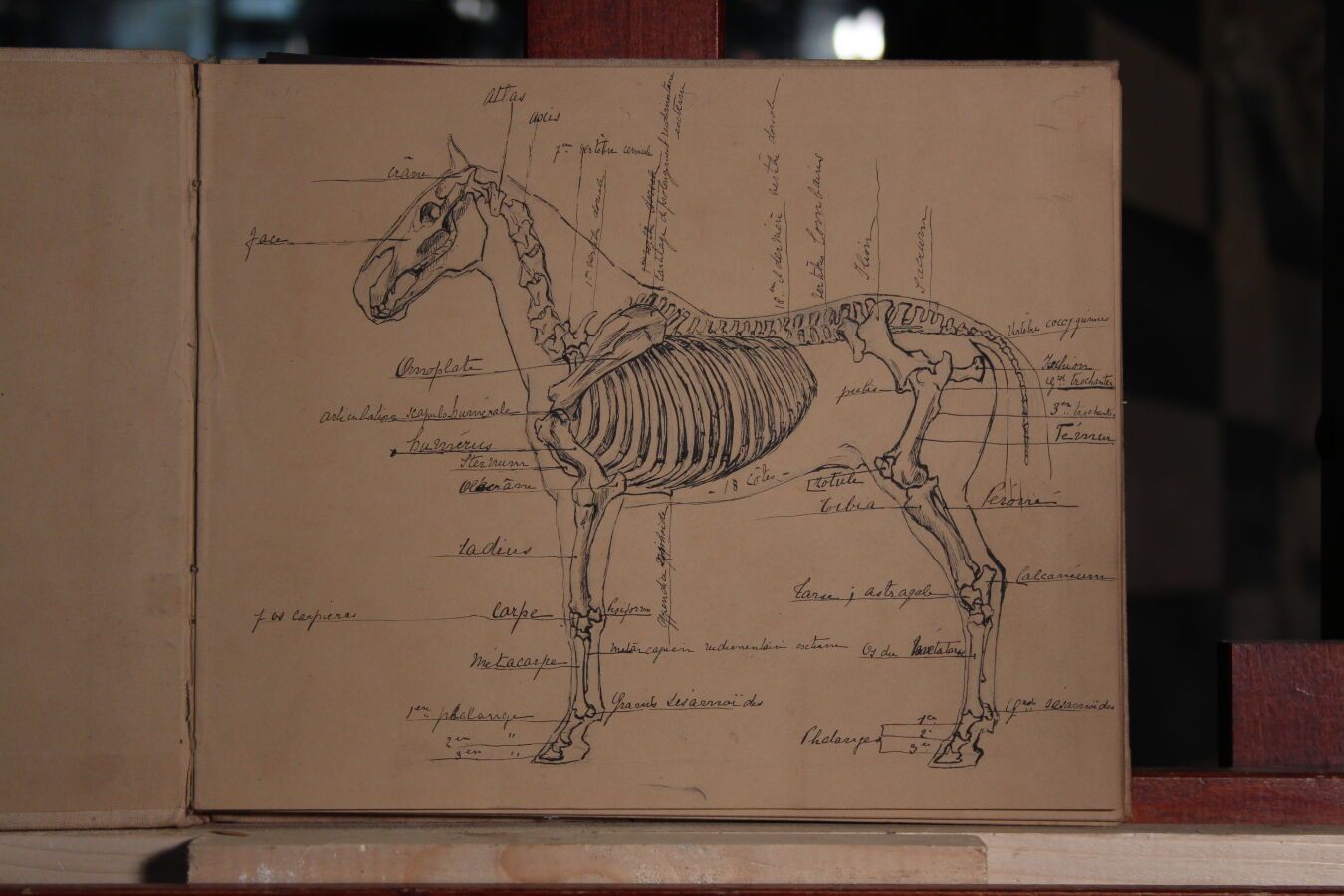 Null 奥德特-杜兰德（1885-1972），人称DETT

封面上写着 "1902 "的素描本

"马的研究"、"动画风景 "等

36幅图画（水墨、石墨、&hellip;