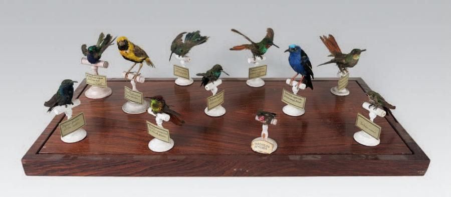 Null Ensemble de colibris naturalisés la plupart légendés. Dans un coffret en ve&hellip;