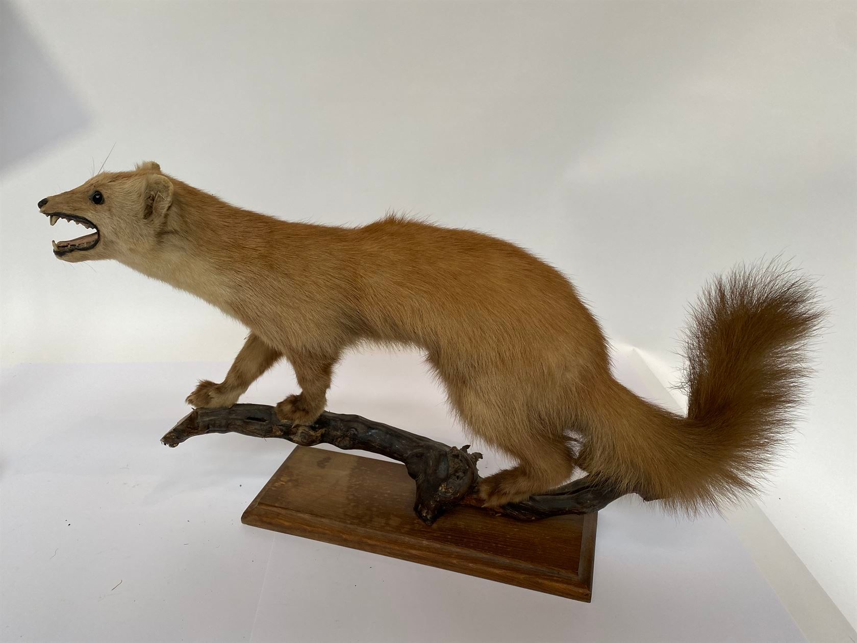 Null Pine marten (Martes martes) (CH): old naturalized specimen with open mouth &hellip;
