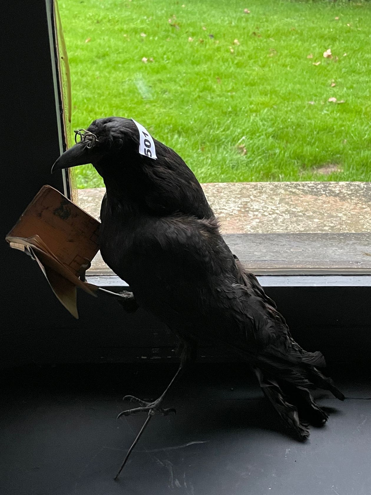 Null Black crow (Corvus corone) (CH) : naturalized specimen without base, presen&hellip;