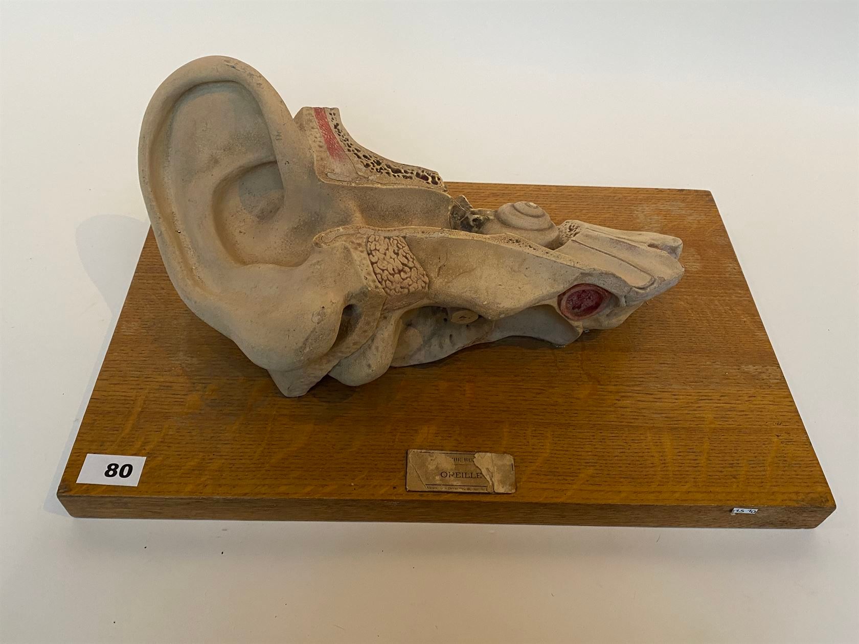 Null PLATRE d’anatomie polychrome représentant une oreille, sur potence en chêne&hellip;