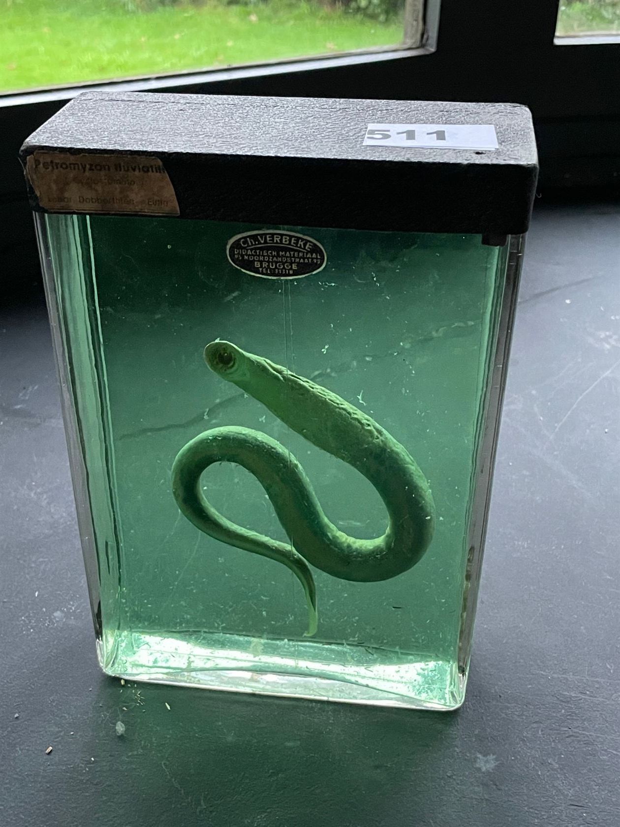 Null Fluvial lamprey (Lampetra fluviatilis) (NR): 标本以保存的液体形式呈现在一个玻璃瓶中，上面印有 "Ch. &hellip;