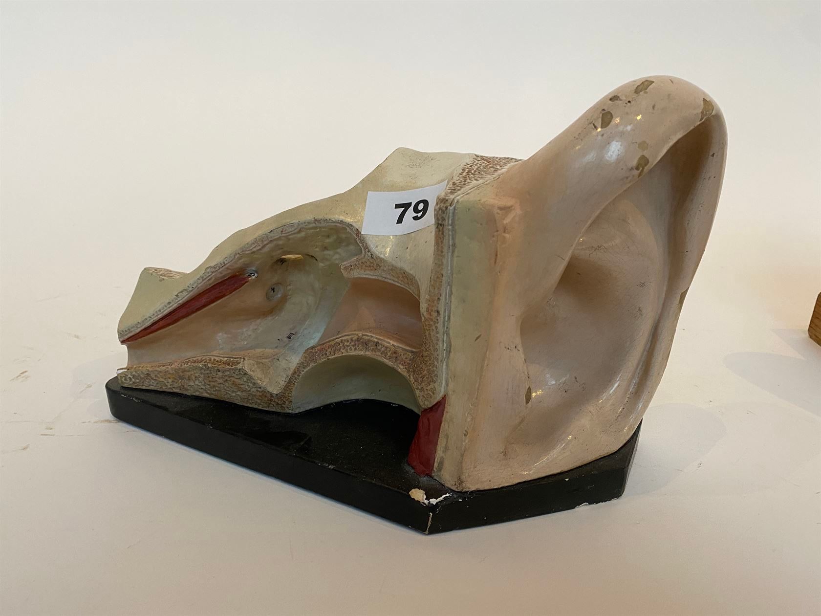 Null PLATRE d’anatomie polychrome représentant une oreille, marqué sur une plaqu&hellip;