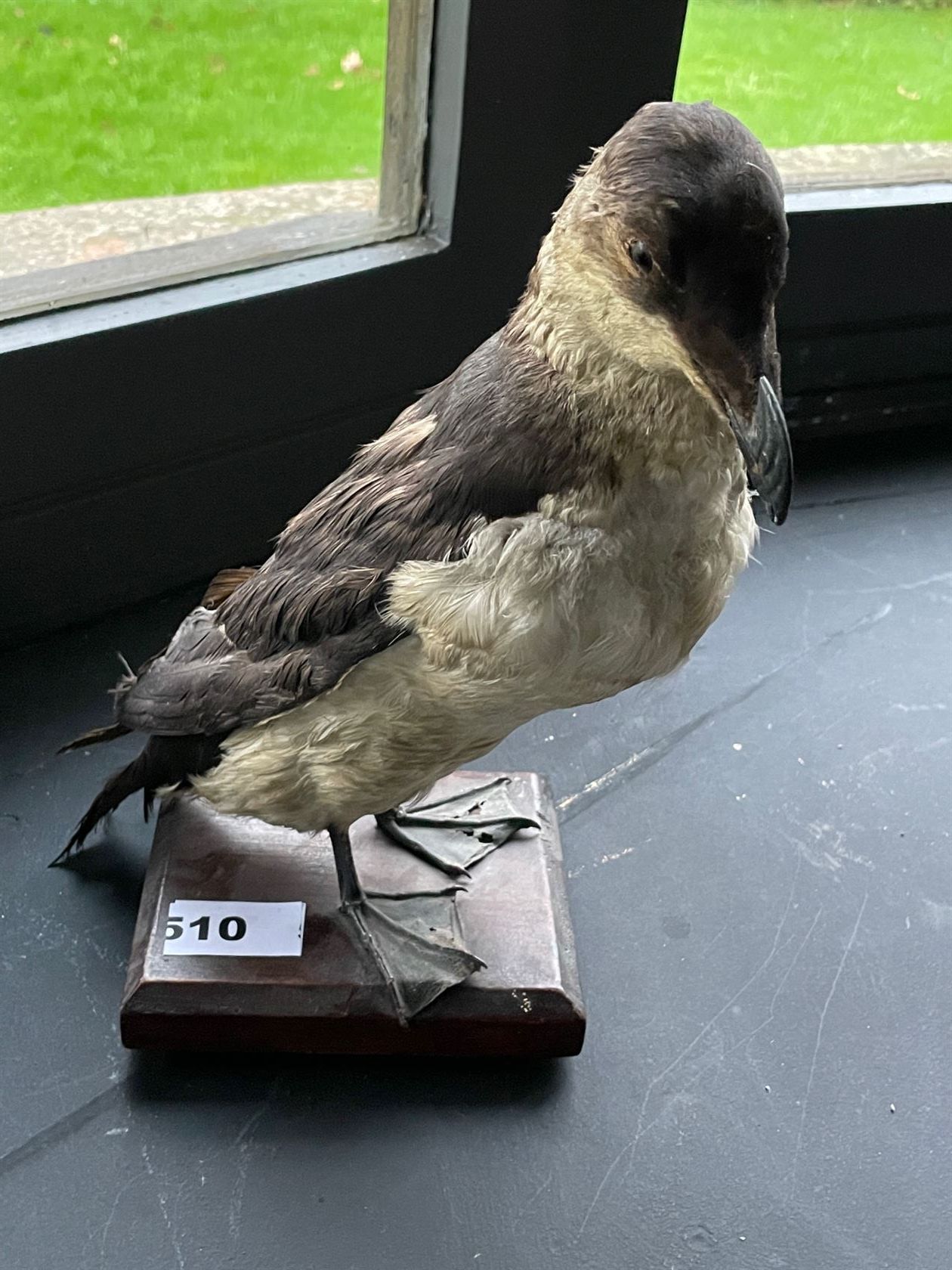 Null Razorbill (Alca torda) (EC) : old specimen naturalized in its entirety on a&hellip;