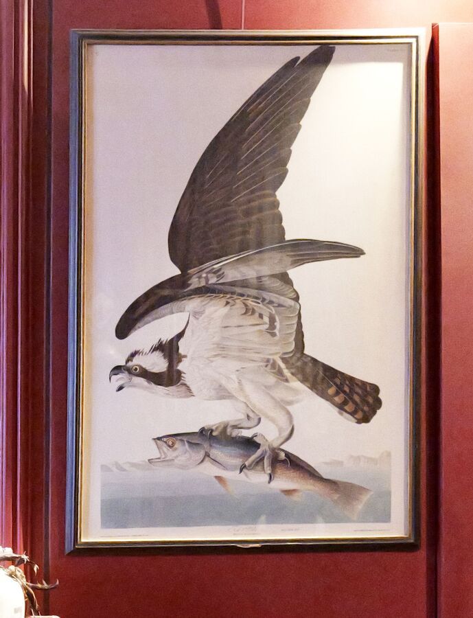 AUDUBON John James (1785-1851): Fish Hawk, male or Fa…