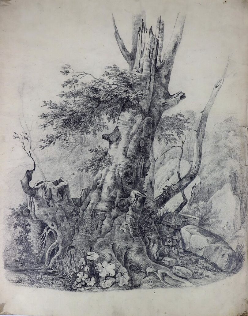 Null French school of the 19th century.

The old tree.

Pencil.

H_43 cm L_34,5 &hellip;