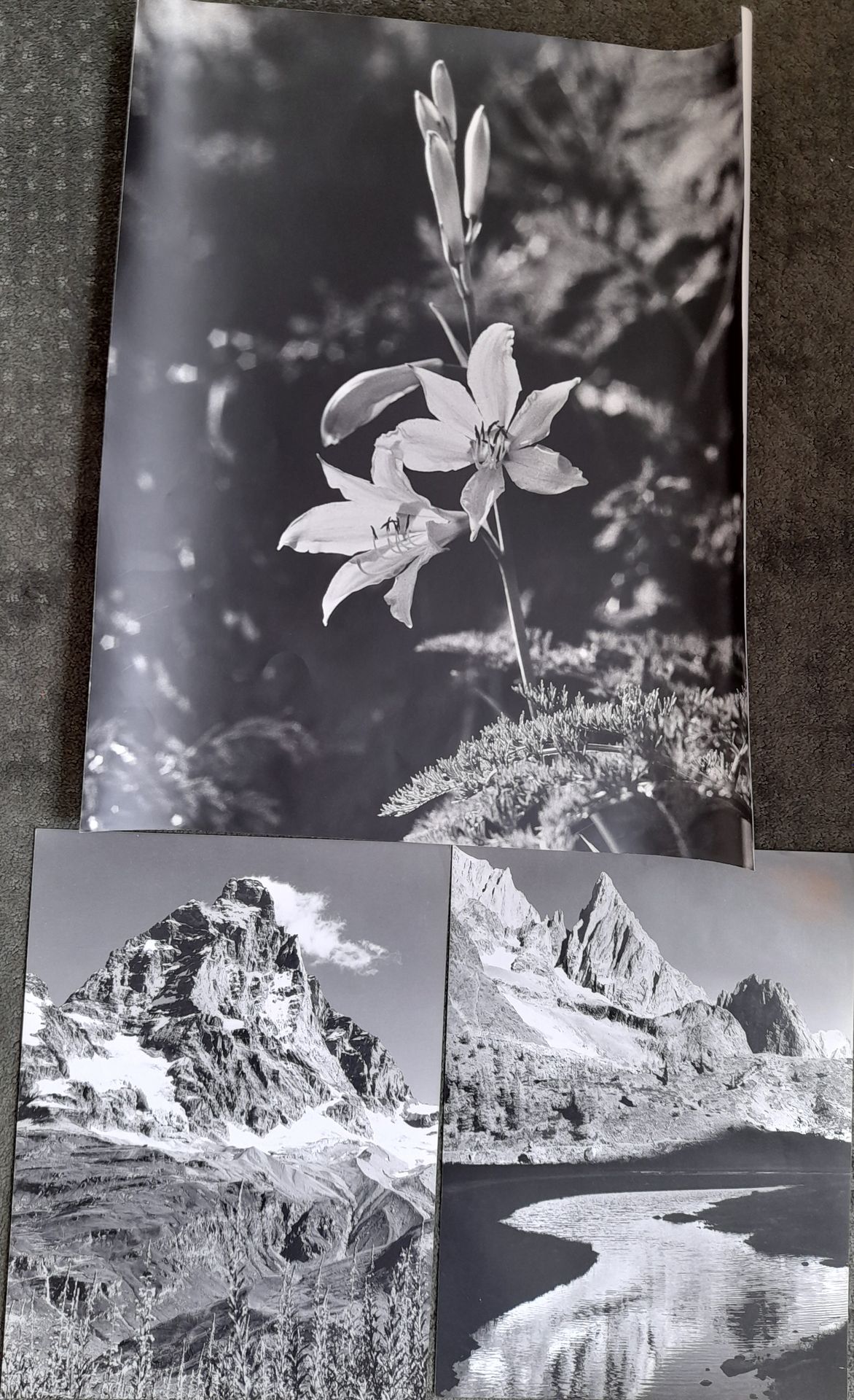 Null 皮埃尔-塔伊拉兹（1933-2000）。

山区之花。

银色印刷品。背面有印章。

60 x 50厘米。

Anonymous La Noire d&hellip;