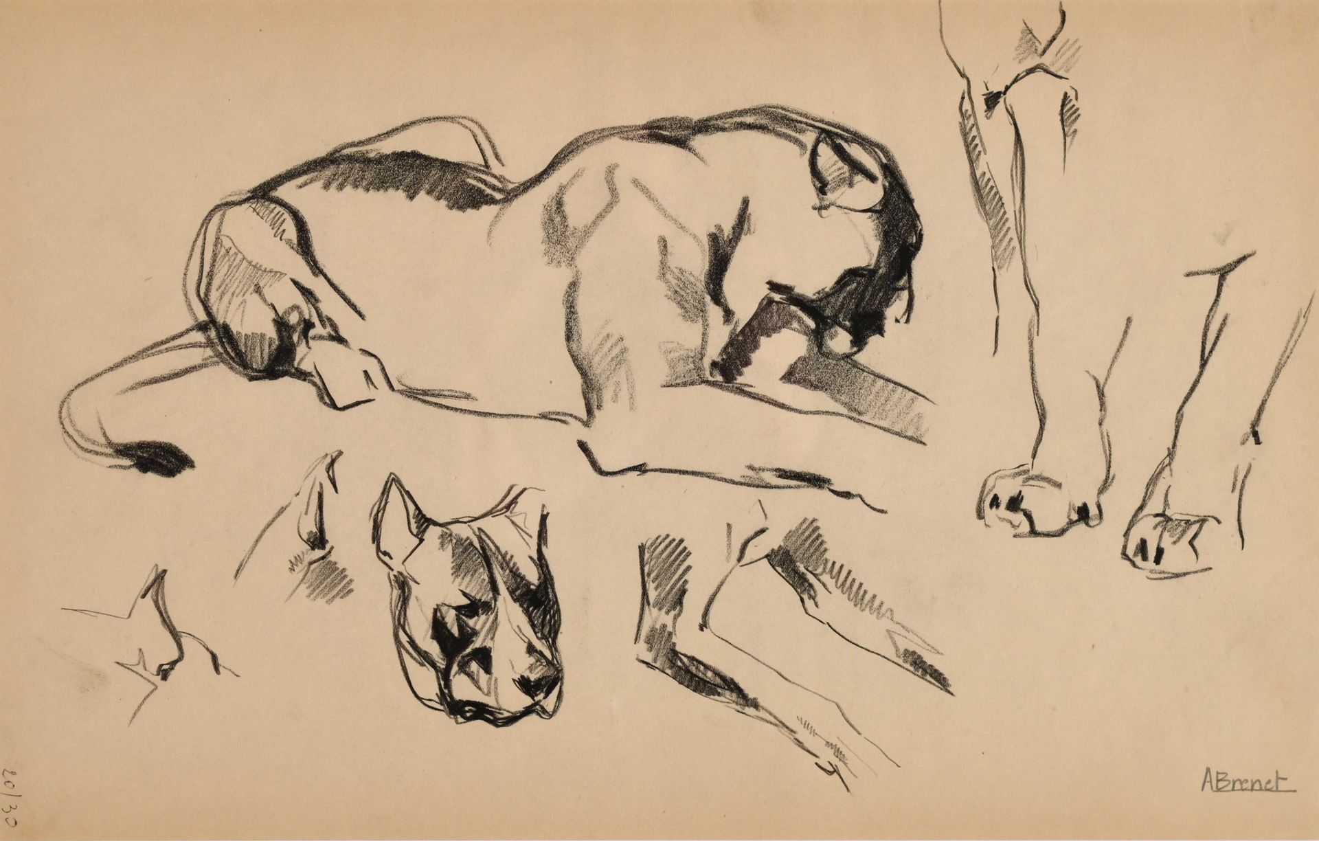 Null Albert BRENET (1903-2005) "La lionne" crayon gras sbd 25.5x40