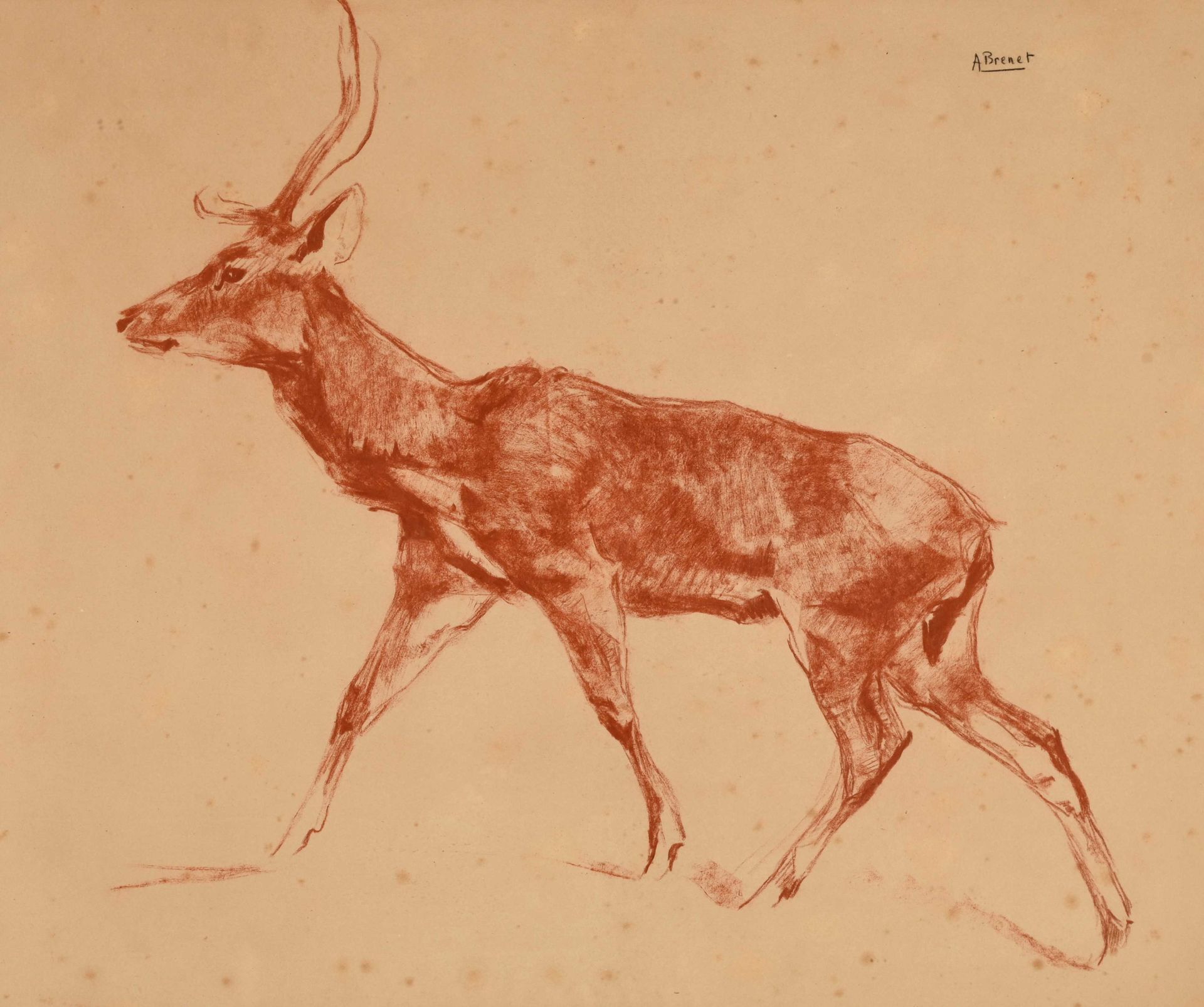 Null Albert BRENET (1903-2005) "Il cervo" sanguigna shd 43x51.5