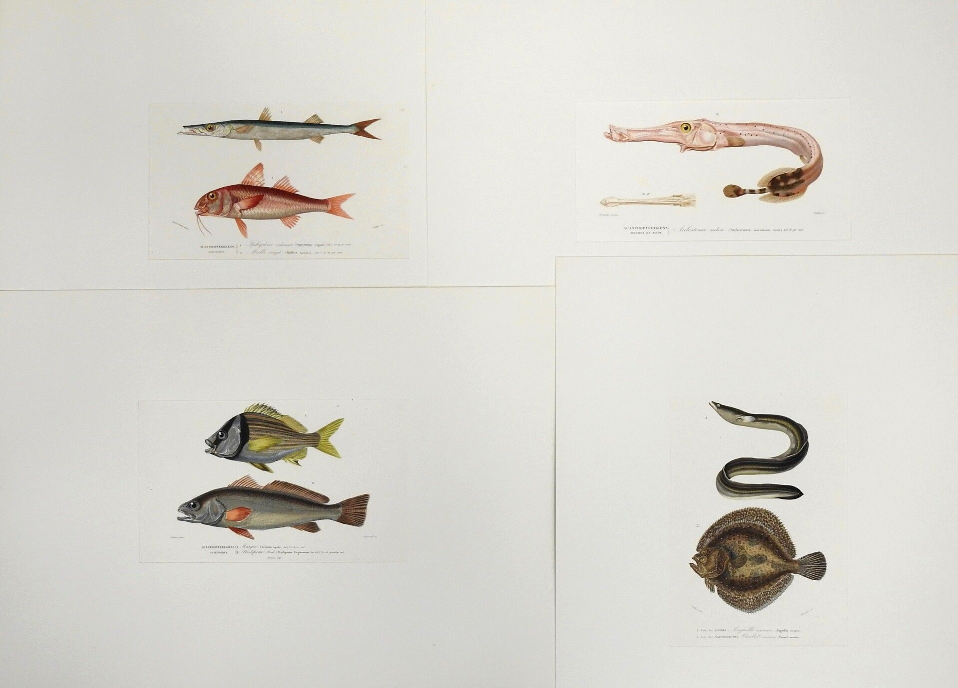 Null OUDART, ACARIE BARON & FRANK: Fishes. 4 enhanced lithographs, taken from th&hellip;
