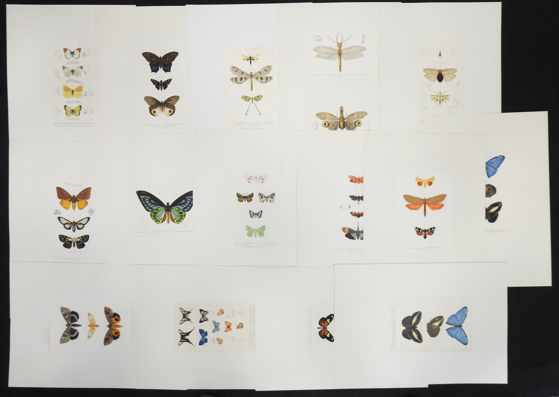 Null DELARUE & BLANCHARD: 蝴蝶。一套15幅增强版画，取自《世界自然史词典》。由泰拉尔和福尼尔刻制。25 x 15,5 cm