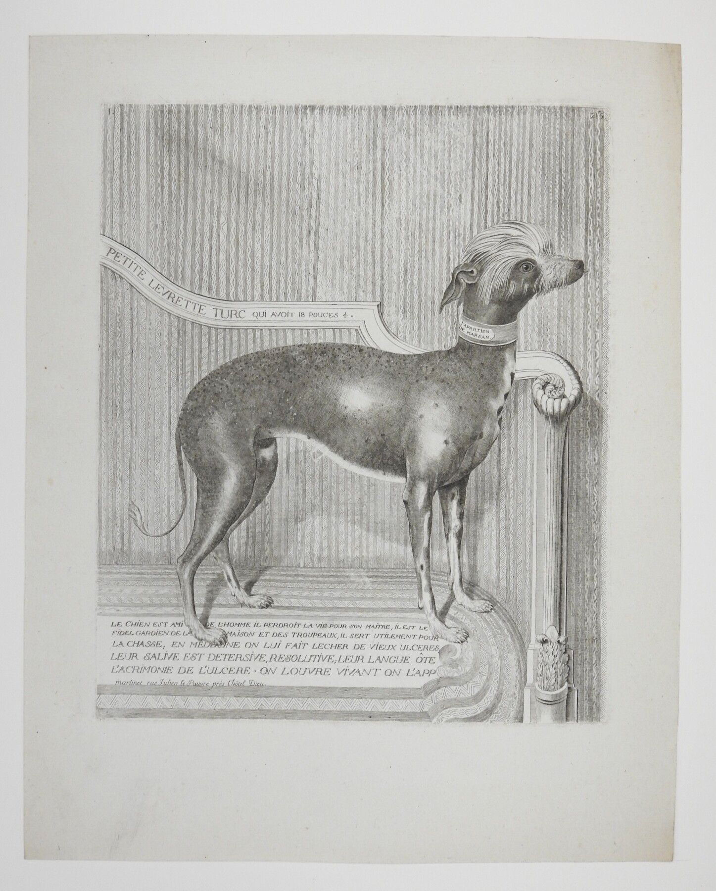 Null 小土耳其狗。蚀刻。由马丁内特雕刻。18世纪。33 x 26厘米。