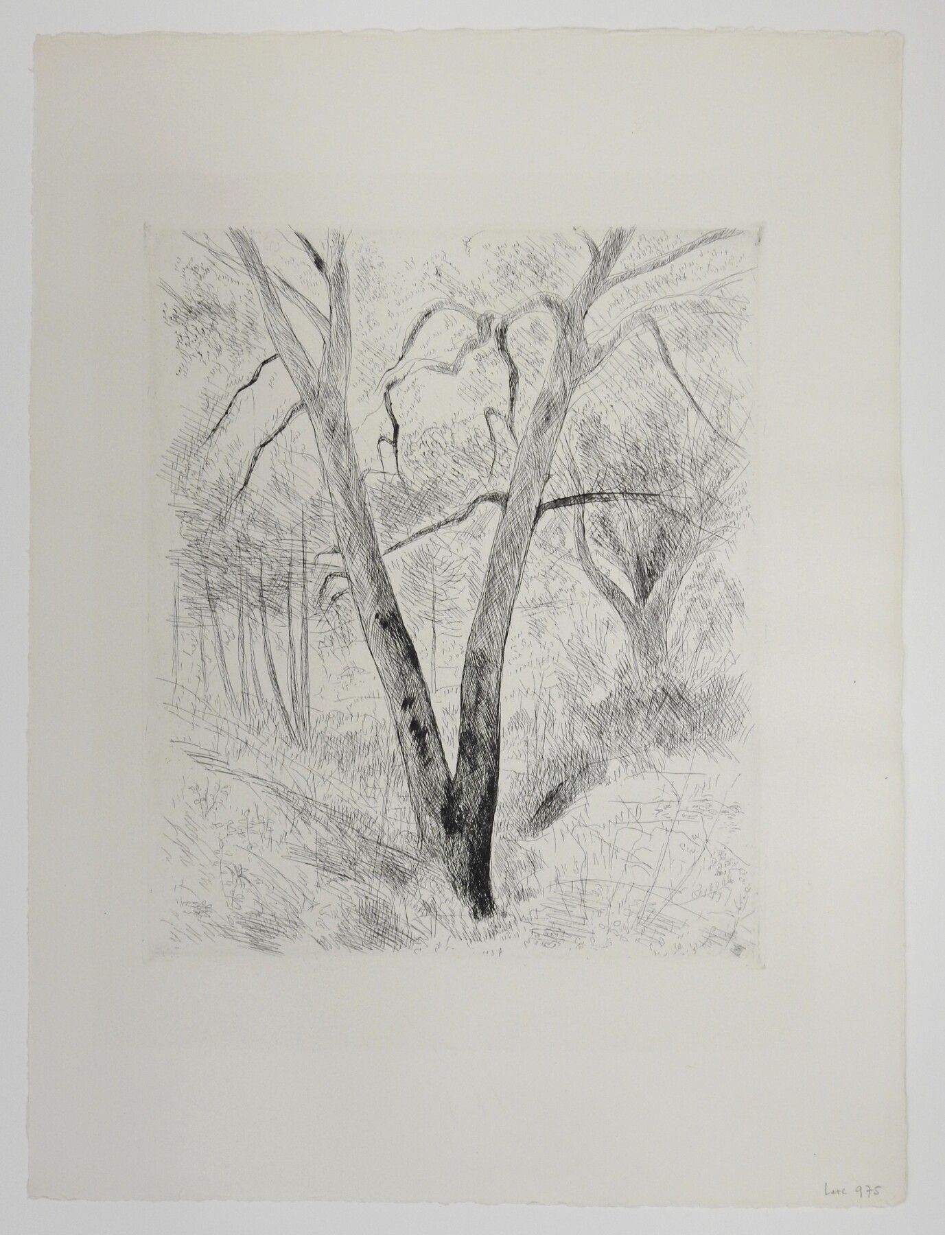 Null 安德烈-杜诺耶-德-塞贡扎克（1884-1974）：分叉的橡木。来自《Géorgiques》一书。蚀刻版画，45,5 x 34厘米。雅克-莫内的前收藏