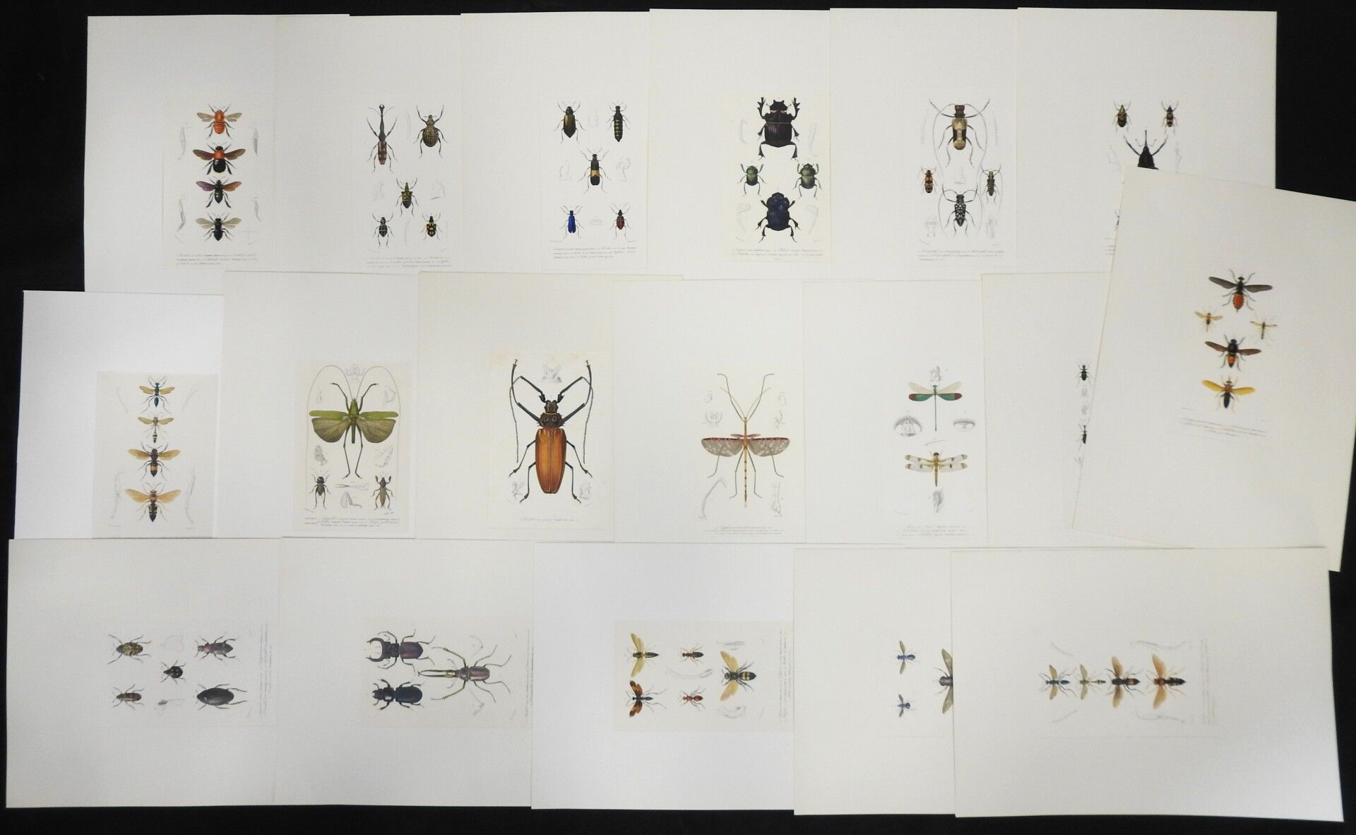 Null BLANCHARD & DELARUE : Insects and beetles. Set of 18 enhanced lithographs, &hellip;
