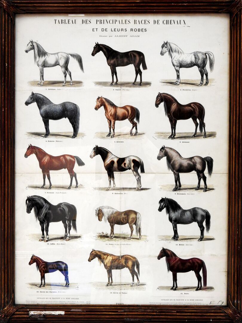 Null Albert ADAM d'après

Tableau des principales races de chevaux et de leurs r&hellip;