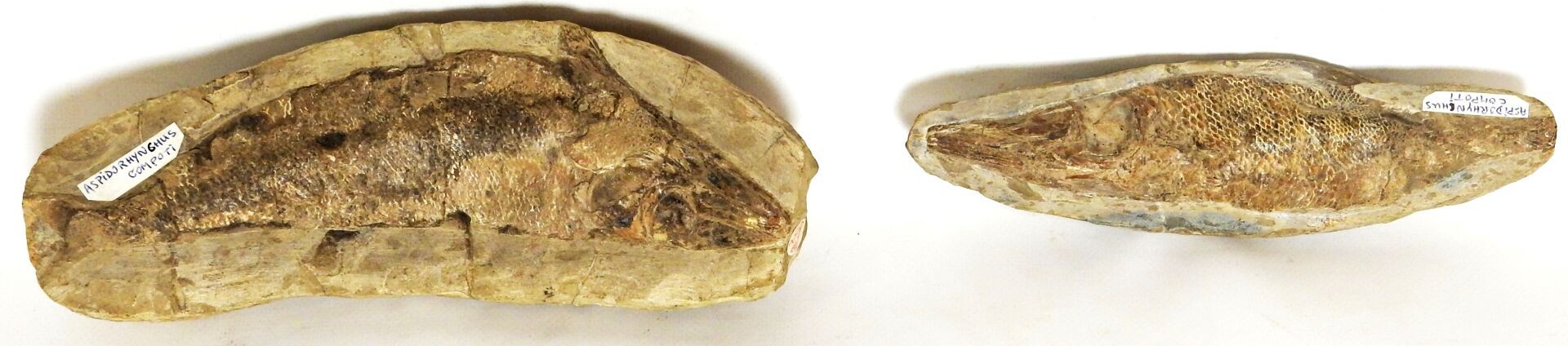 Null 代表Aspidorhynchus Compoti的两块化石集合。

它的名字的意思是 "装甲的鼻子"，这种现已灭绝的物种在侏罗纪和白垩纪时期存在。在欧&hellip;