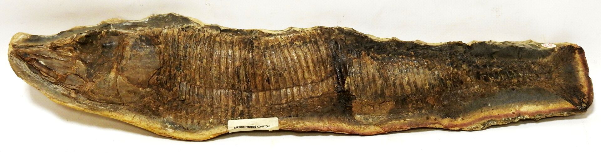 Null Fósil que representa a Aspidorhynchus Compoti.

Su nombre significa "hocico&hellip;