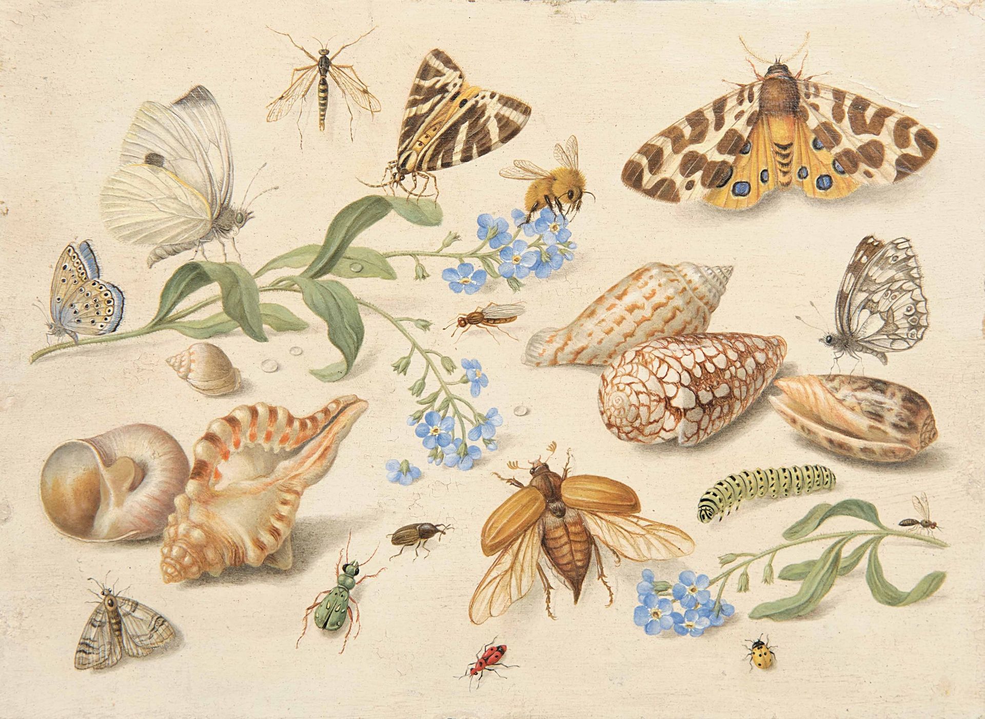 Jan Van Kessel (Anversa 1626-1679), nei modi di, Conchiglie, insetti e farfalle &hellip;