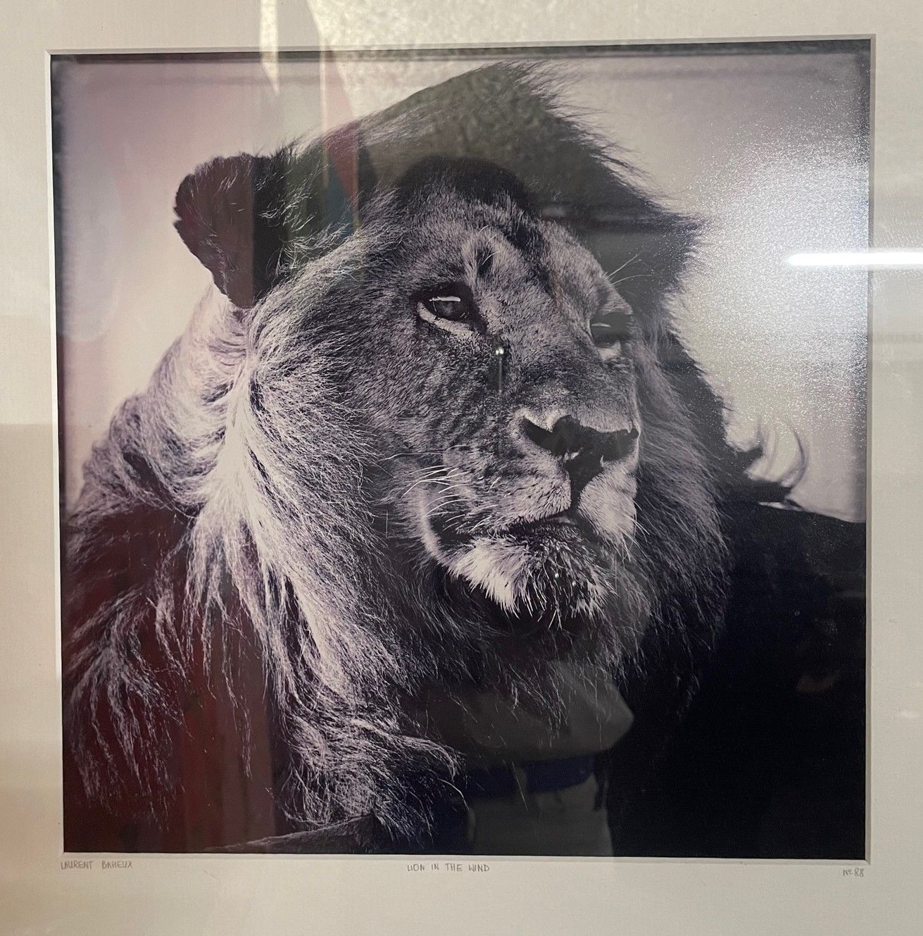 Null 洛朗-巴厄（生于1970年）
一套两张照片：
风中的狮子。大约在2002年。
限量版摄影作品
YellowKorner在passepartout下装裱&hellip;