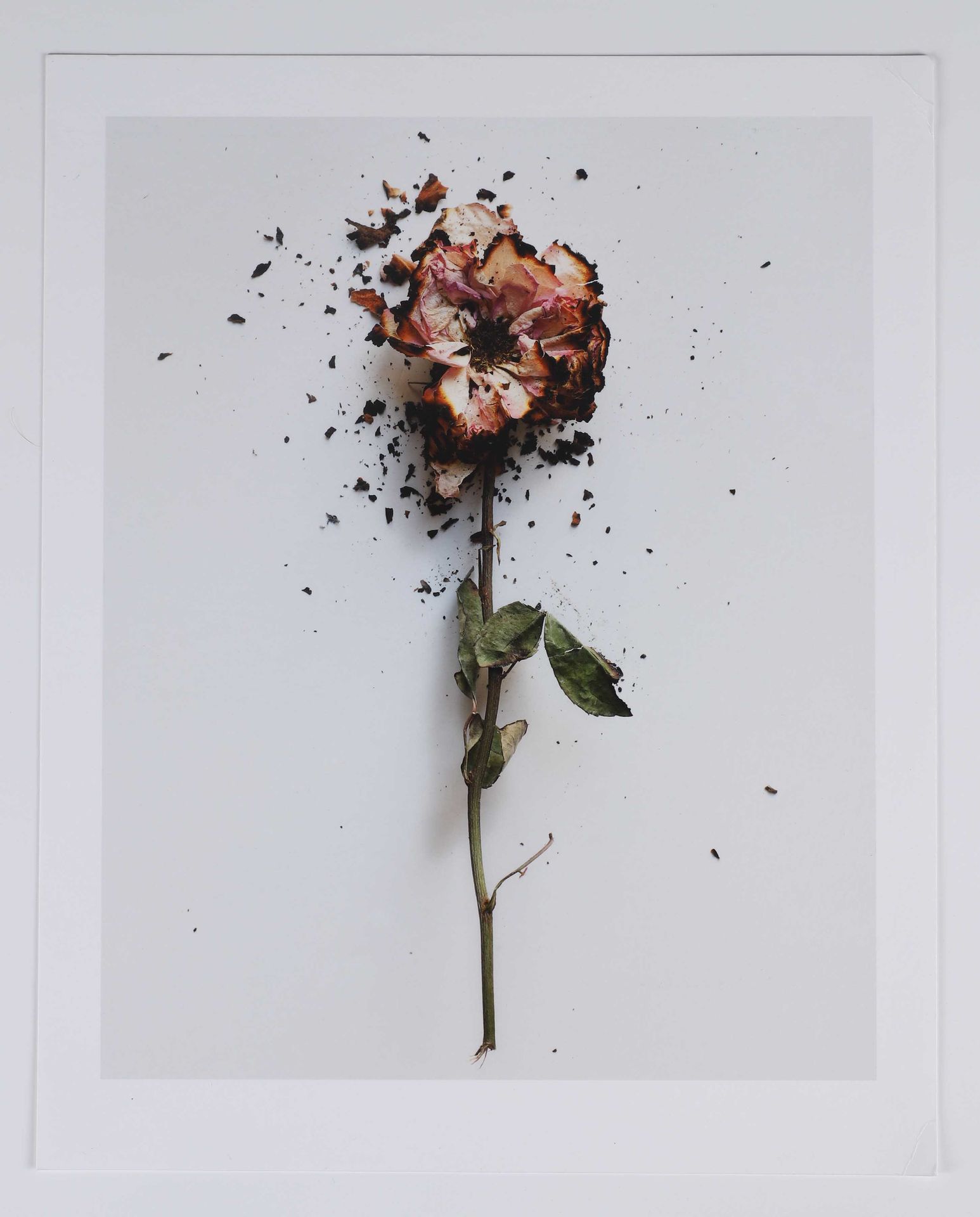 Null 斯特凡-库泰尔(Stéphane COUTELLE) (20世纪)
烧焦的玫瑰。
约2000年。第1/17号。喷墨
打印。在正面，用铅笔、
编号、标题&hellip;