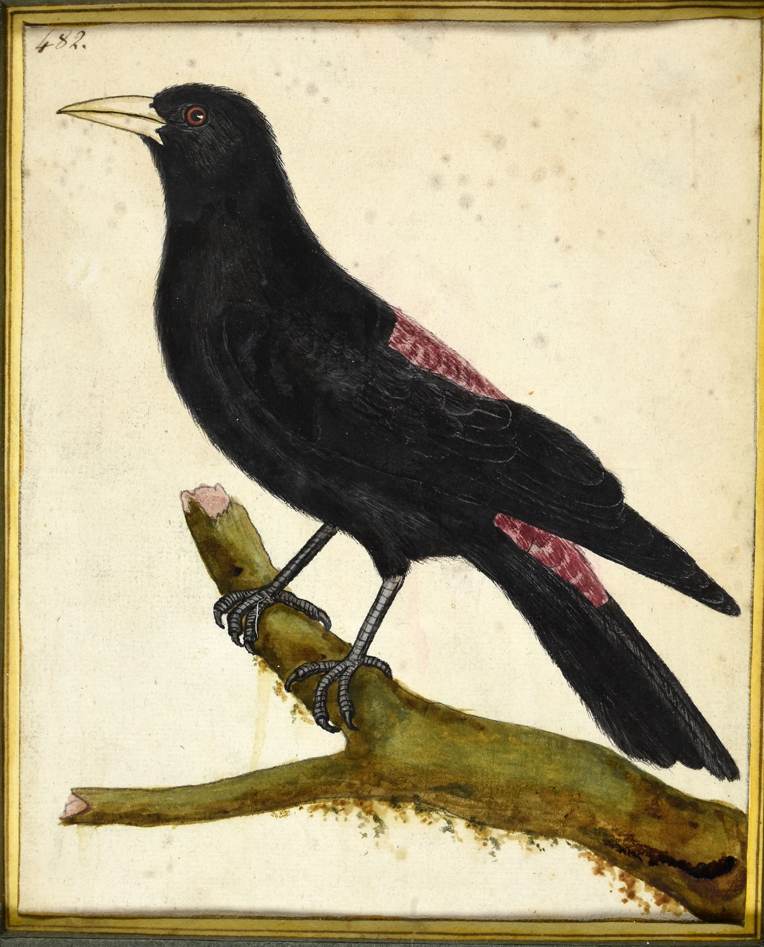 Martinet, François-Nicolas MARTINET, François-Nicolas (nach) Cacicus uropygialis&hellip;