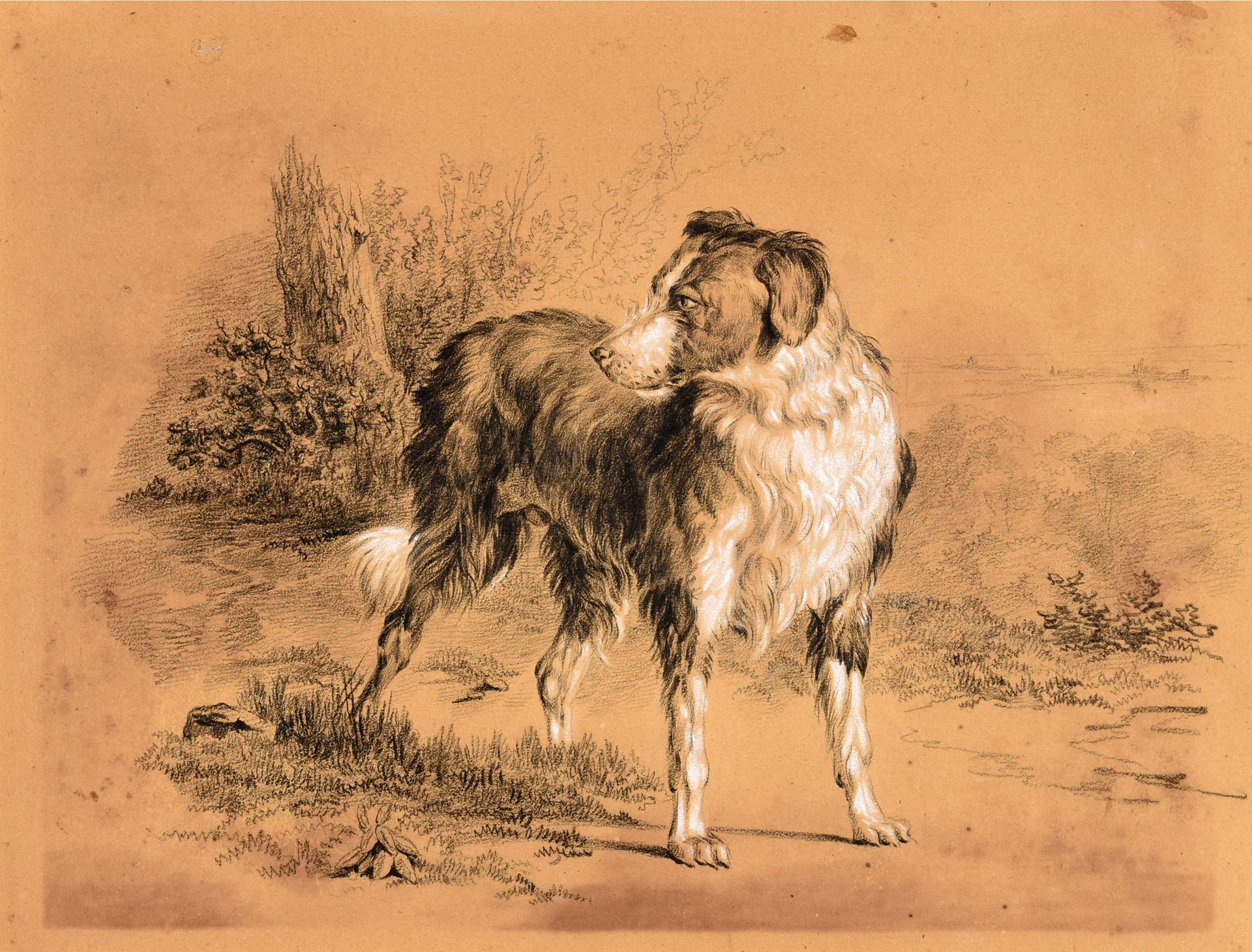 Null 边境牧羊犬。约1850年 绘画，黑色粉笔，用白色加高，20 x 25.5厘米，棕色纸，无签名。在passe-partout下。非常好的图画，牛皮纸的颜&hellip;