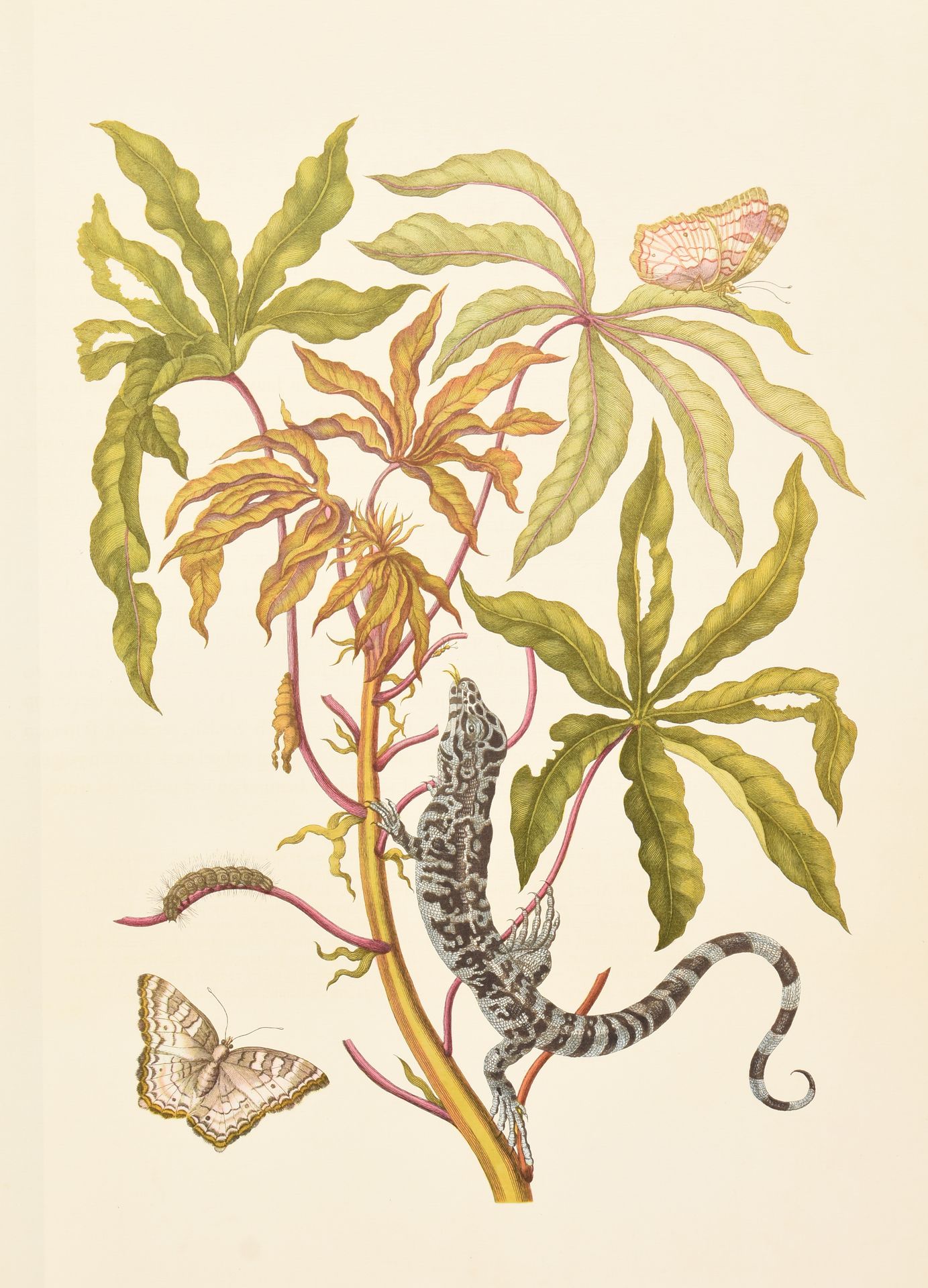 Null MERIAN, Maria Sibilla RETIRÉ // Metamorphosis insectorum surinamensium. Oft&hellip;