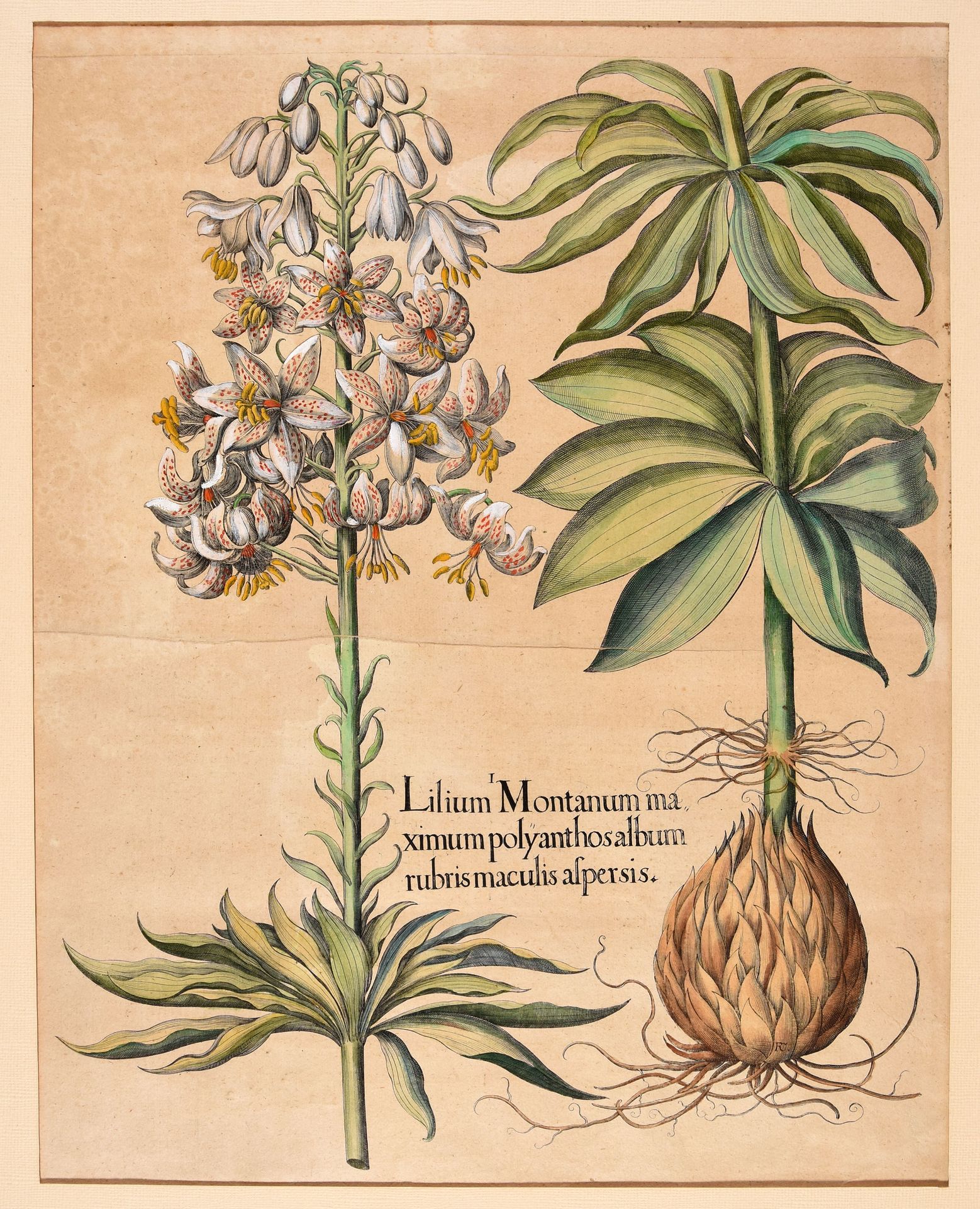 Null CUSTOS, Raphael. After BESLER, Basilius Lilium montanum maximum polyanthos &hellip;