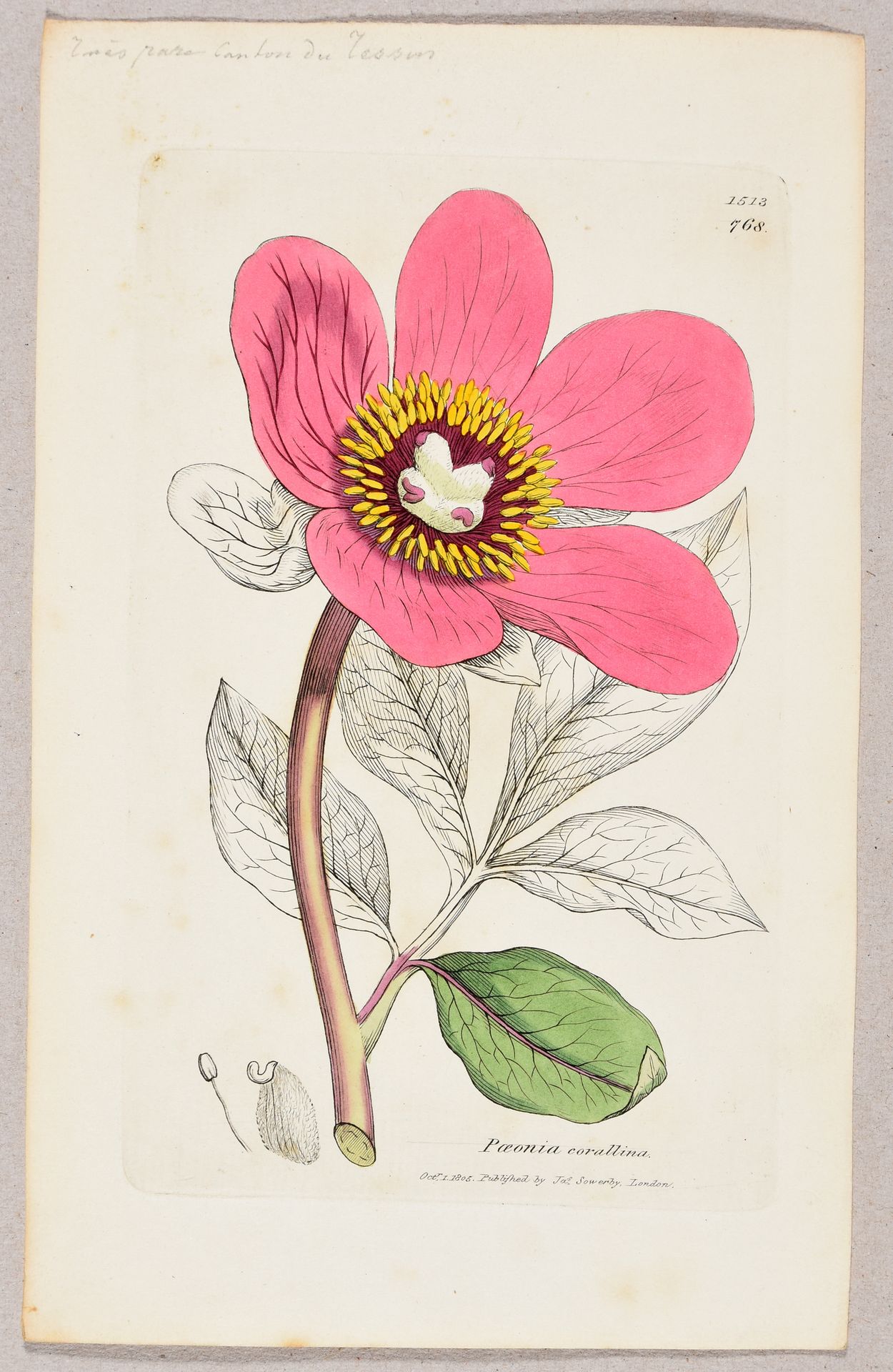 Sowerby, James SOWERBY, James English botany; or, Coloured figures of British pl&hellip;