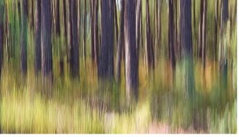 Nicole LAIZIN Landes Forest - Photograph - Dated 2020 - 55 x 30,90cm