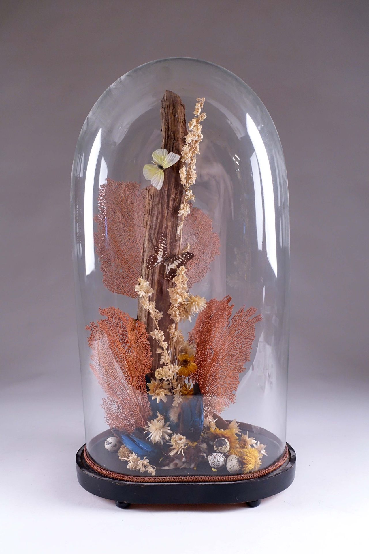 Composition de coraux. 玻璃球下的树珊瑚、干蘑菇、蝴蝶和羽毛的自然主义作品。高度：68厘米。