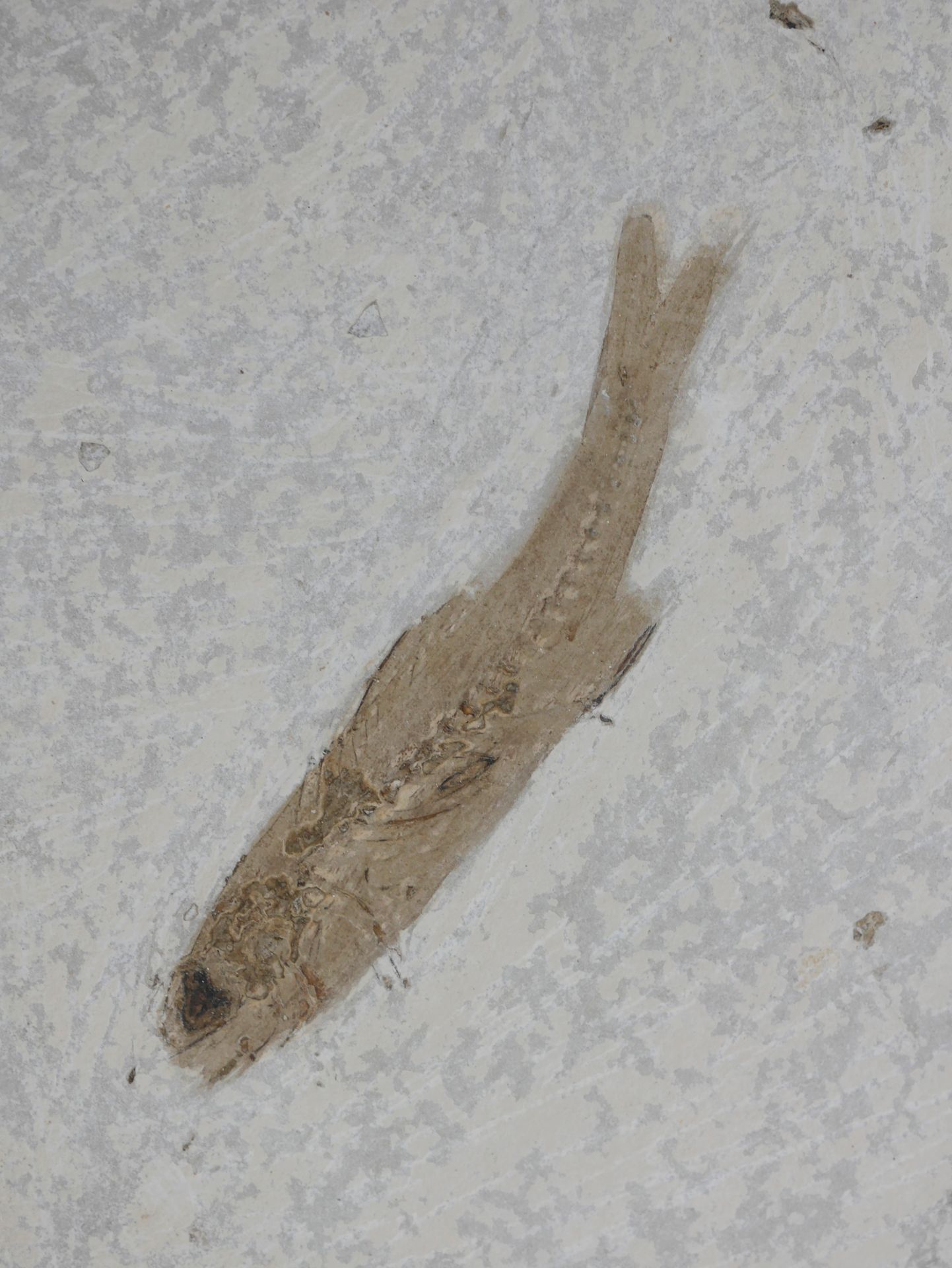 Null Oligocene dapalis macrurus化石鱼。

大约有3500万年的历史。

宽度：15厘米